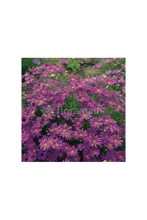 Czubatka ubiorkolistna, brachycome