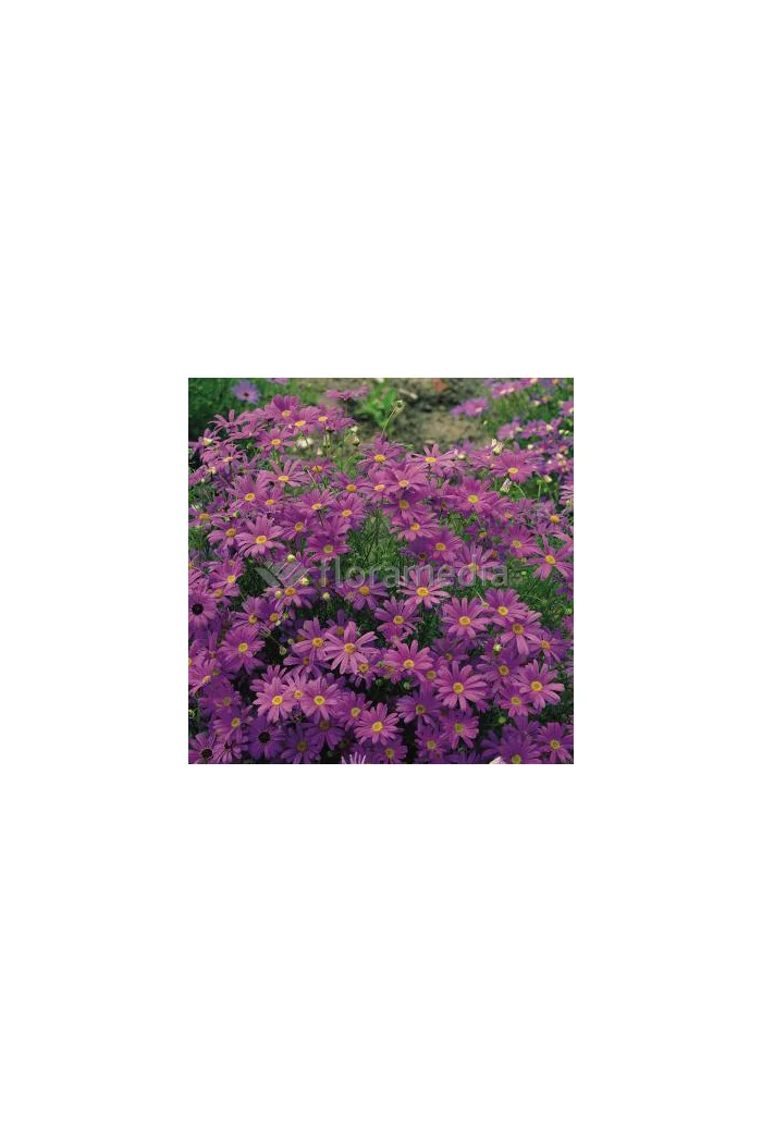 Czubatka ubiorkolistna, brachycome