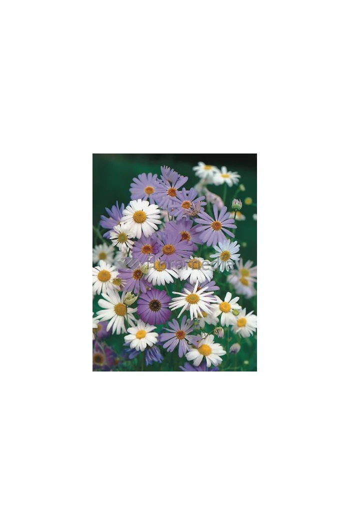 Czubatka ubiorkolistna, brachycome