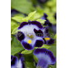 Torenia