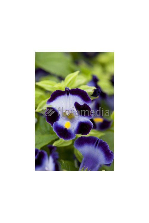 Torenia