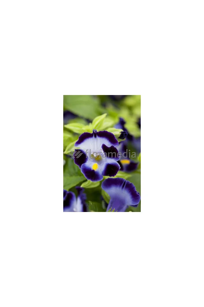 Torenia
