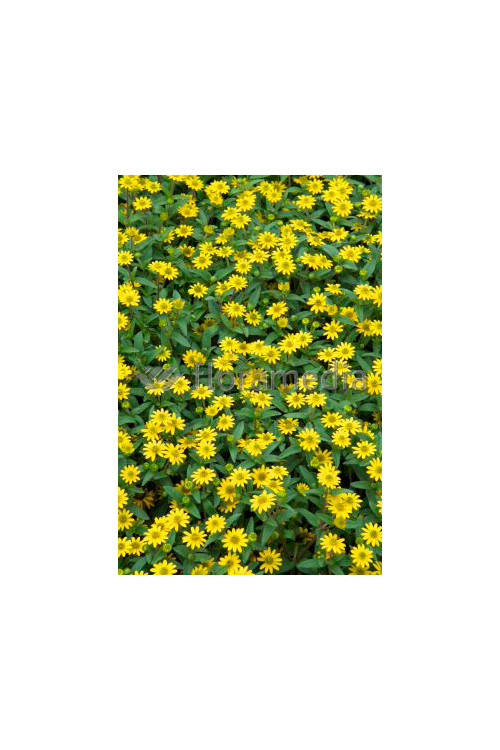 Sanwitalia rozesłana, Sanvitalia procumbens