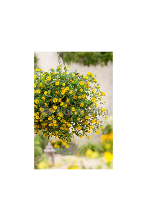 Sanwitalia rozesłana, Sanvitalia procumbens