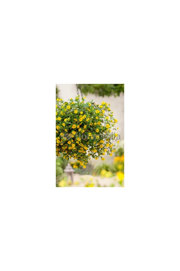 Sanwitalia rozesłana, Sanvitalia procumbens