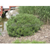 Sosna górska 'Pumilio' Pinus mugo var. pumilio