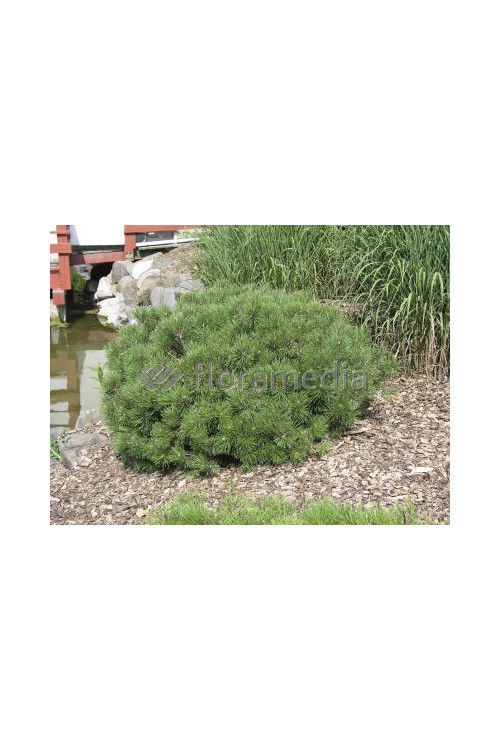 Sosna górska 'Pumilio' Pinus mugo var. pumilio