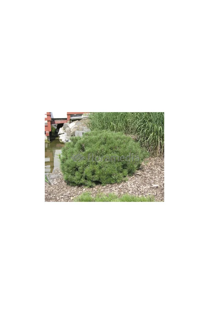 Sosna górska 'Pumilio' Pinus mugo var. pumilio