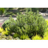 Sosna górska 'Pumilio' Pinus mugo var. pumilio