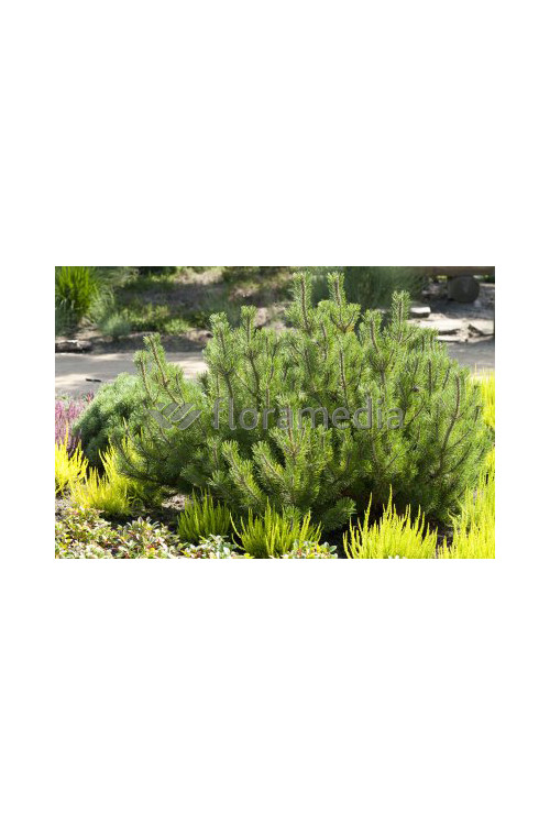 Sosna górska 'Pumilio' Pinus mugo var. pumilio