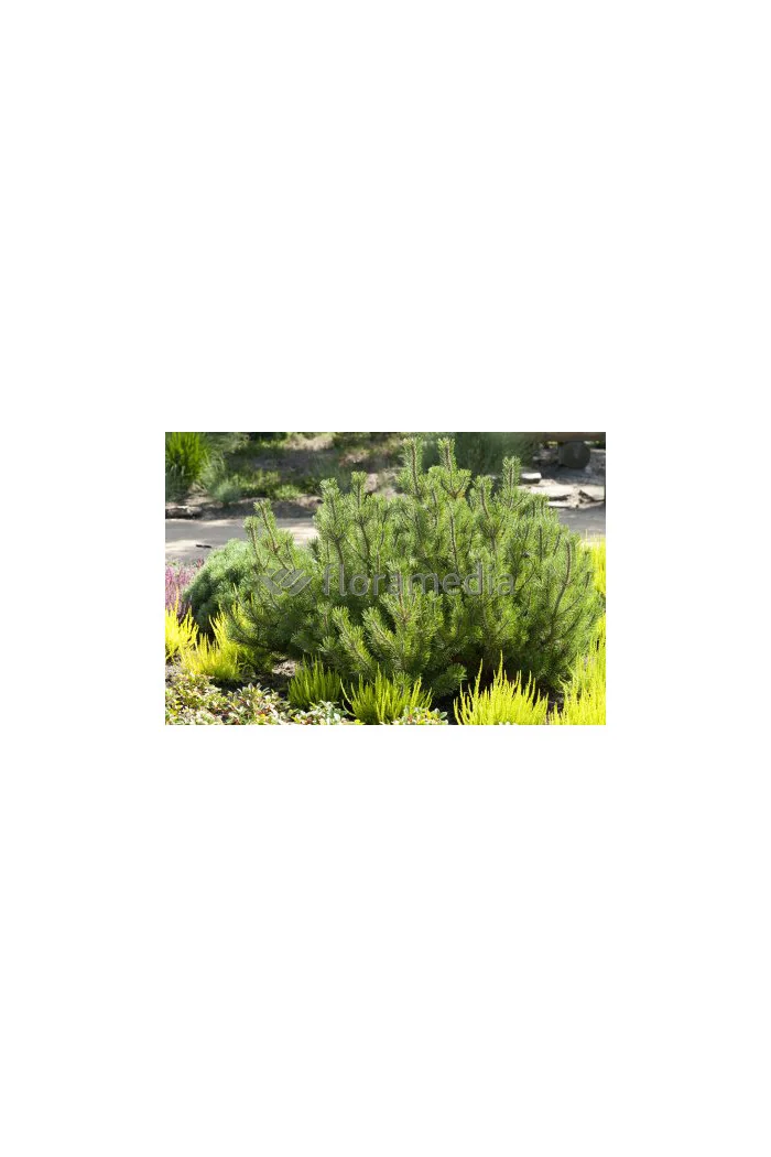 Sosna górska 'Pumilio' Pinus mugo var. pumilio