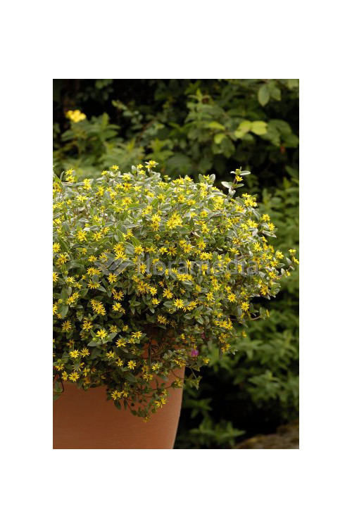 Sanwitalia rozesłana, Sanvitalia procumbens