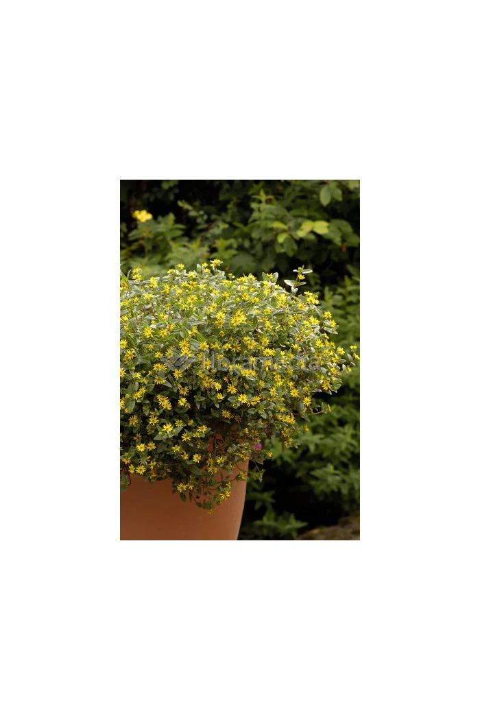 Sanwitalia rozesłana, Sanvitalia procumbens