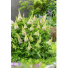 Budleja 'Butterfly Candy Little White' | Buddleja dawidii
