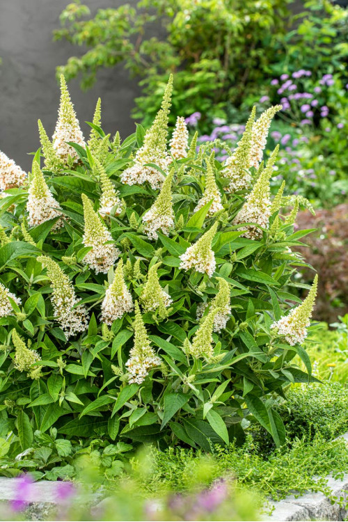 Budleja 'Butterfly Candy Little White' | Buddleja dawidii