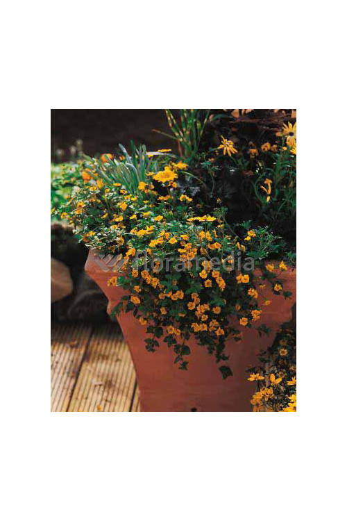 Mekardonia, Mecardonia