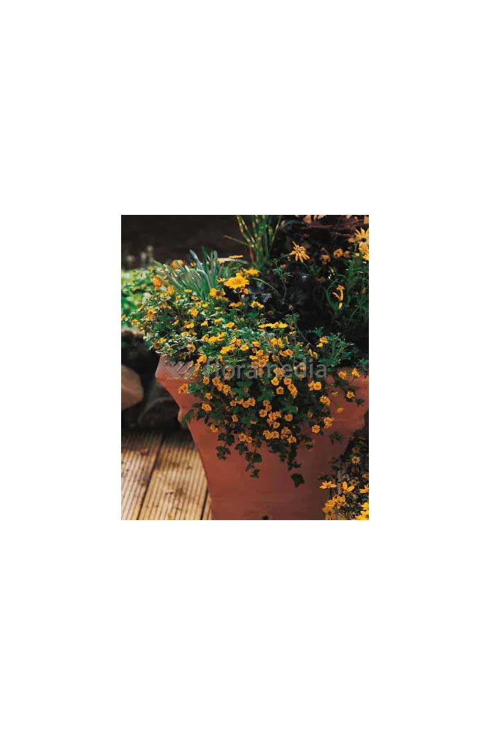 Mekardonia, Mecardonia