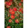 Posłonek ‘Amabile Plenum’ | Helianthemum hybridum