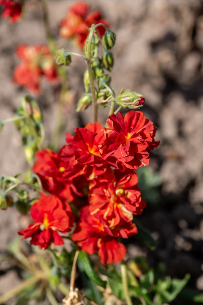 Posłonek ‘Amabile Plenum’ | Helianthemum hybridum