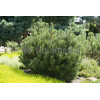 Sosna górska 'Pumilio' Pinus mugo var. pumilio