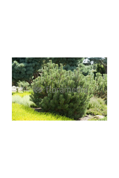 Sosna górska 'Pumilio' Pinus mugo var. pumilio