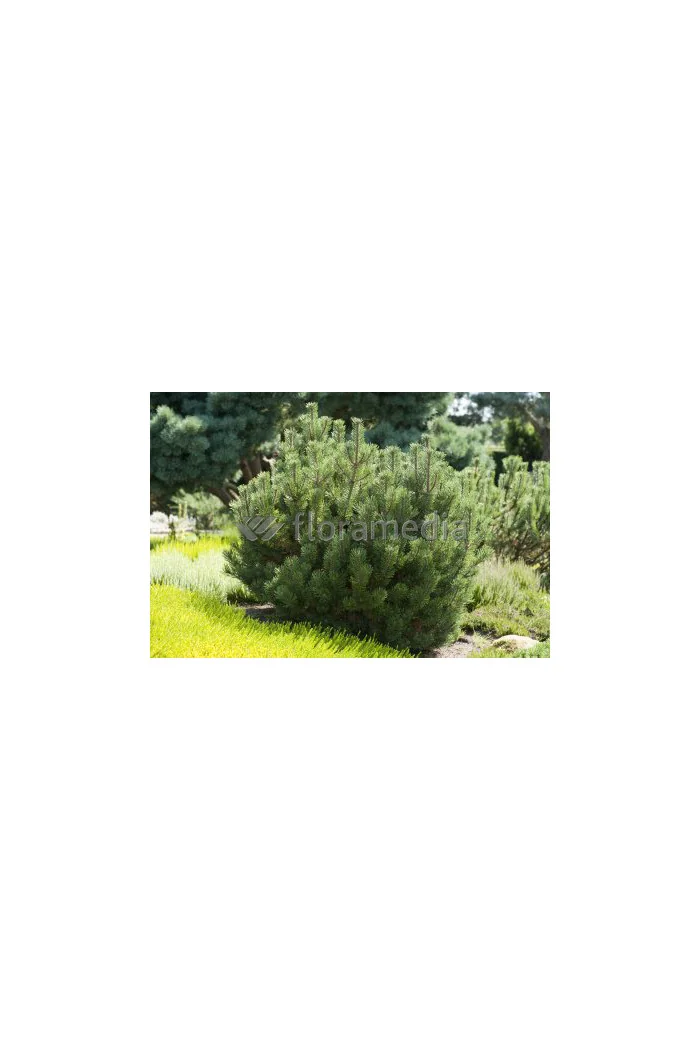 Sosna górska 'Pumilio' Pinus mugo var. pumilio