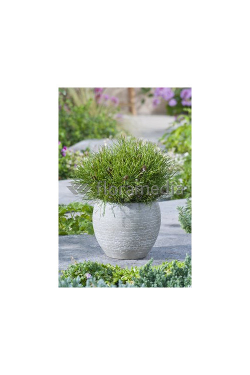 Sosna górska 'Pumilio' Pinus mugo var. pumilio