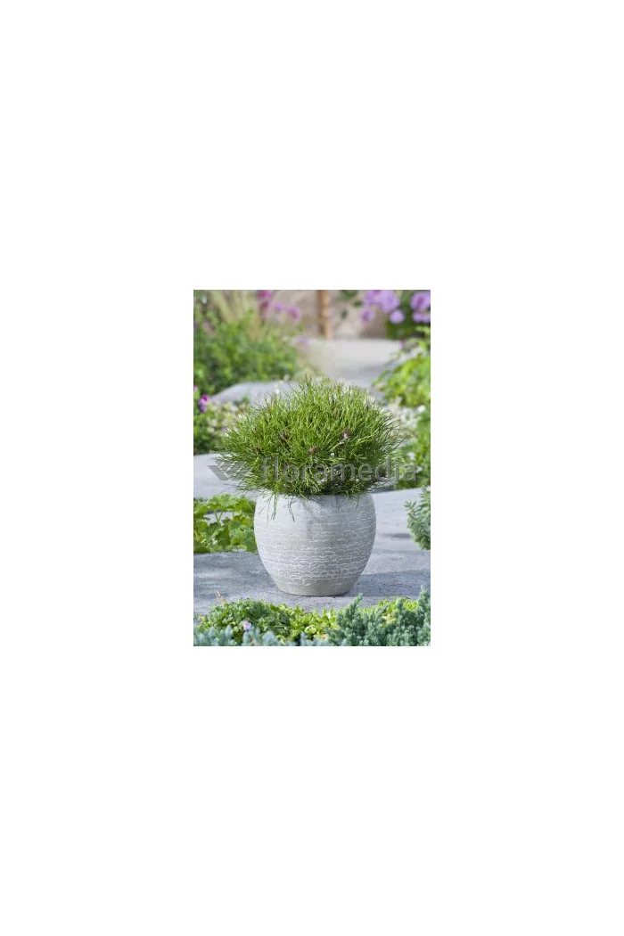 Sosna górska 'Pumilio' Pinus mugo var. pumilio