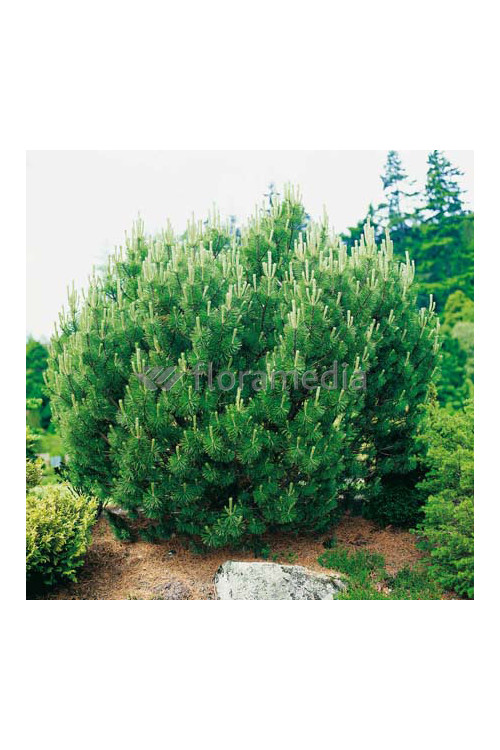Sosna górska 'Gnom'