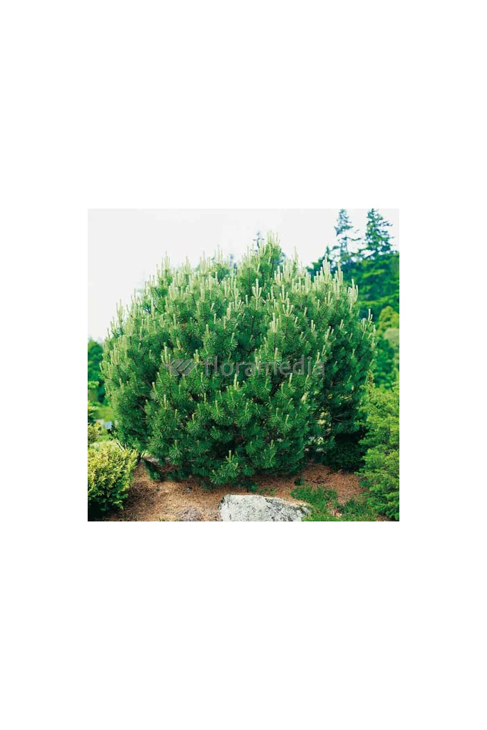 Sosna górska 'Gnom'