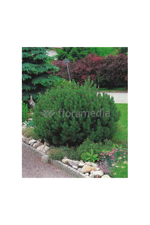 Sosna górska 'Gnom'