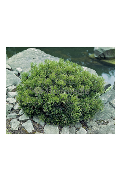 Sosna górska 'Gnom'