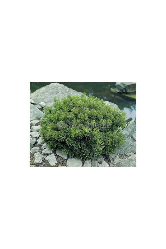 Sosna górska 'Gnom'