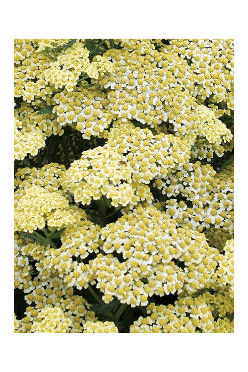 Krwawnik ogrodowy 'Summer Fruits Lemon' | Achillea millefolia