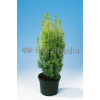 Cis pospolity 'David' Taxus baccata