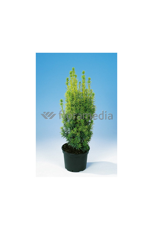 Cis pospolity 'David' Taxus baccata