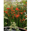 Krokosmia 'Lucifer' | Crococmia x crocosmiiflora