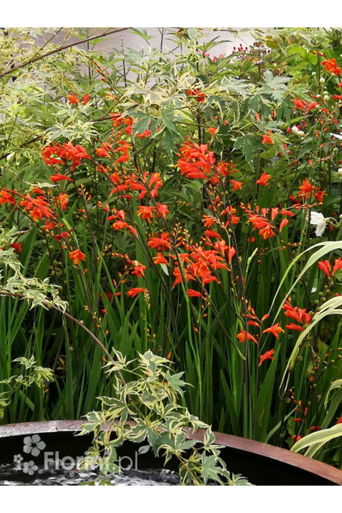 Krokosmia 'Lucifer' | Crococmia x crocosmiiflora