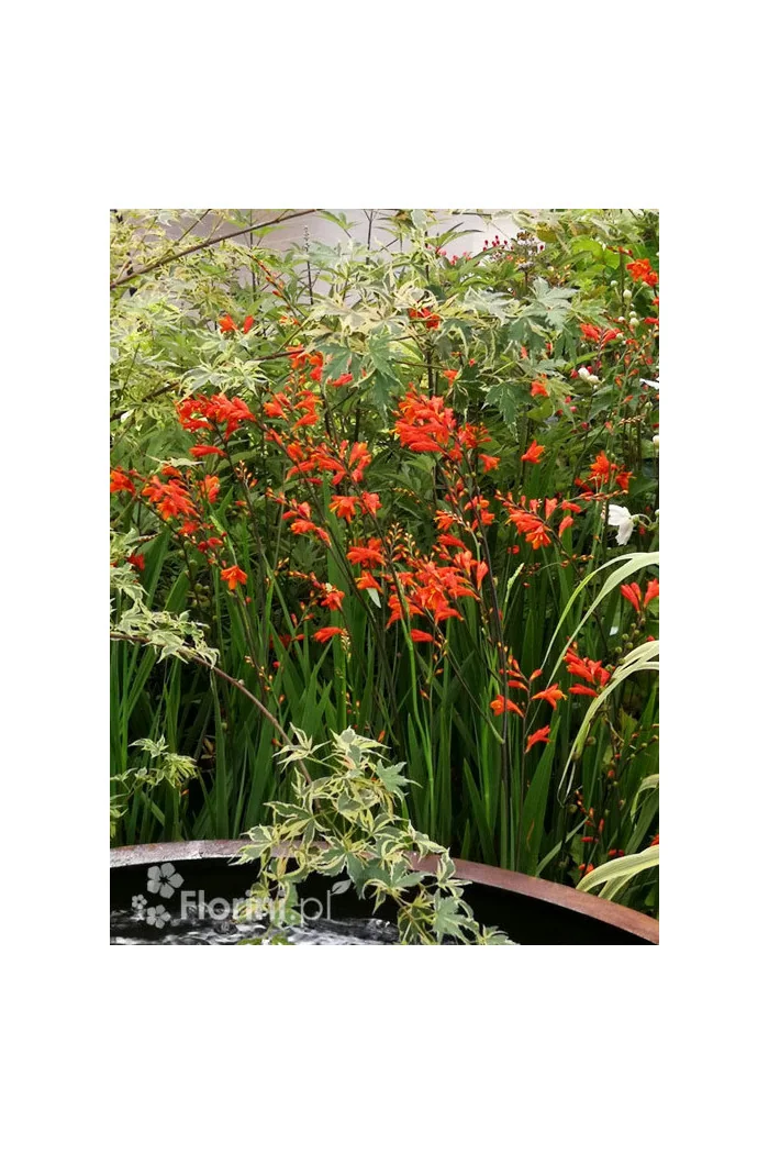 Krokosmia 'Lucifer' | Crococmia x crocosmiiflora