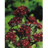 Goździk brodaty 'Sooty' Dianthus barbatus nigrescens
