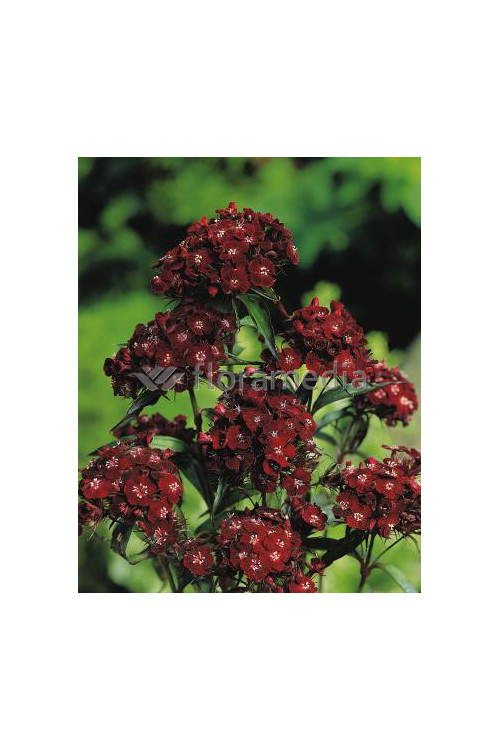 Goździk brodaty 'Sooty' Dianthus barbatus nigrescens