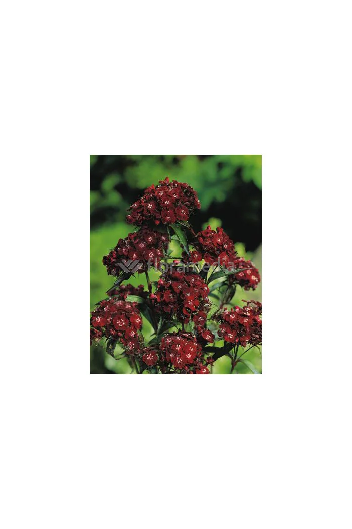 Goździk brodaty 'Sooty' Dianthus barbatus nigrescens