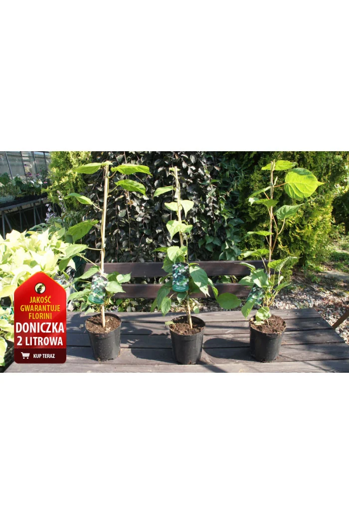 Aktinidia pstrolistna 'Dr Szymanowski'| Actinidia kolomikta