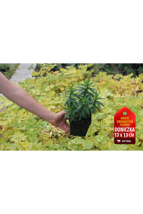 Aster 'Lady in Black' Aster lateriflorus