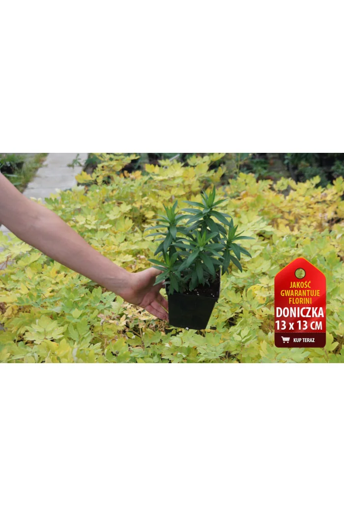 Aster 'Lady in Black' Aster lateriflorus