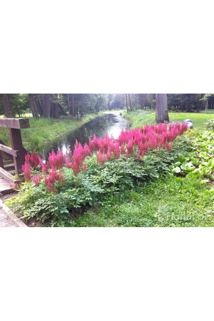 Tawułka arendsa 'Mainz' | Astilbe arendsii