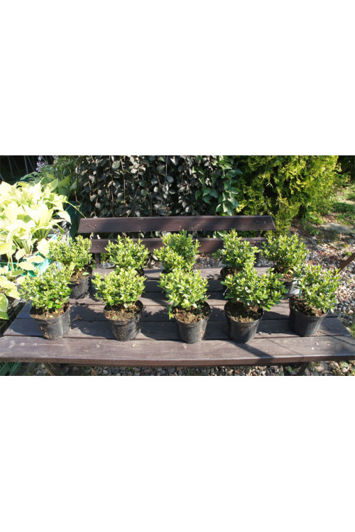 Azalia japońska 'Nordlicht' Azalea japonica