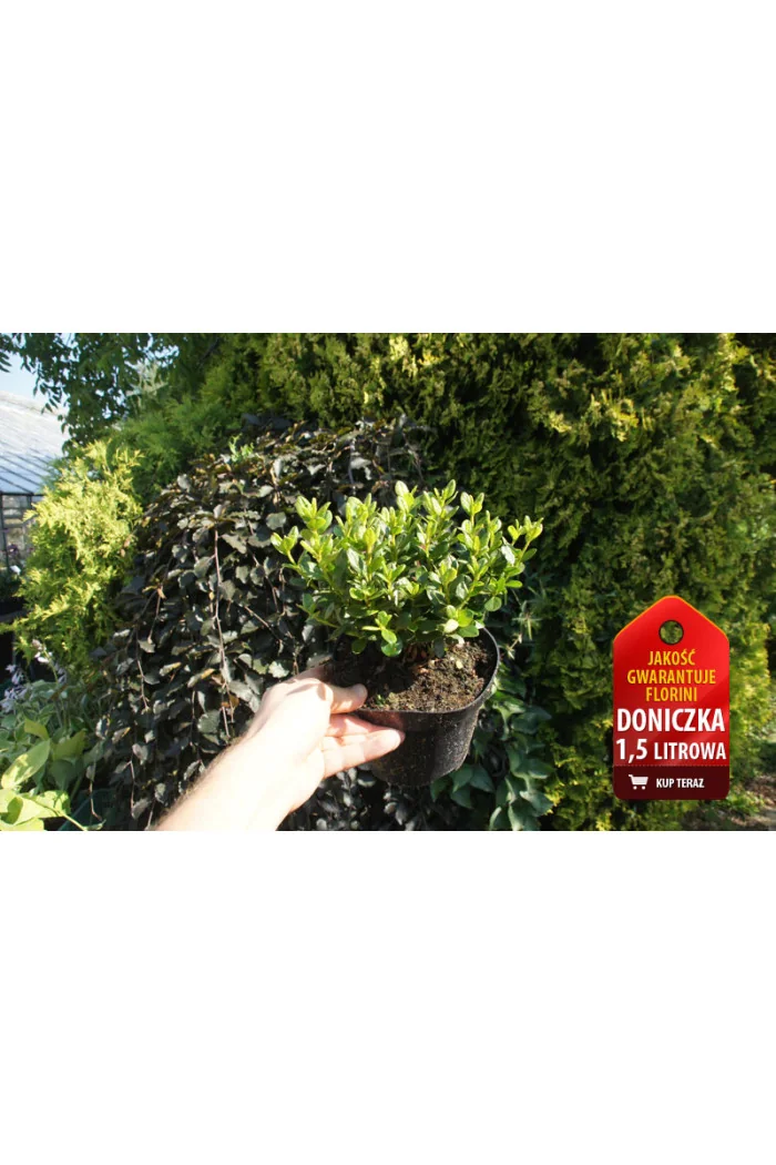 Azalia japońska 'Nordlicht' Azalea japonica