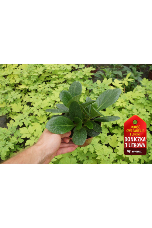 Bergenia 'Flirt' | Bergenia