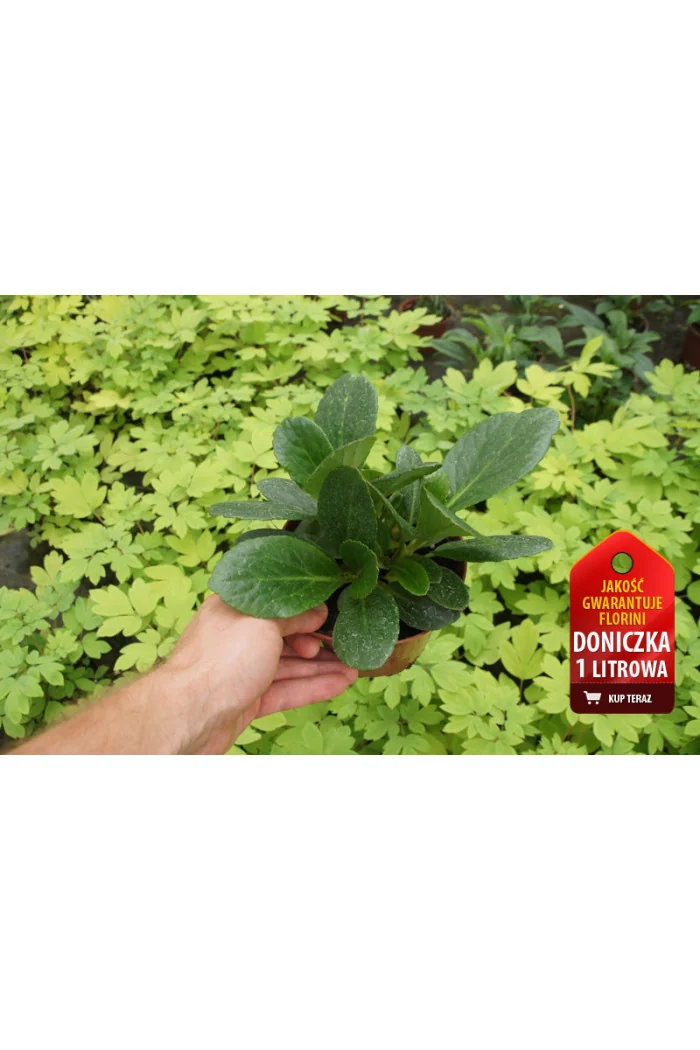 Bergenia 'Flirt' | Bergenia